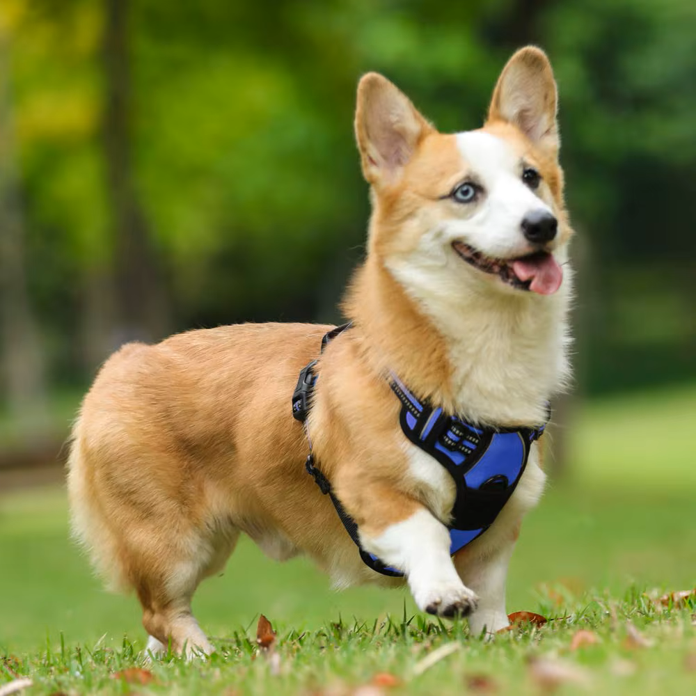 Reflective No-Pull Adjustable Harness & Matching Leash